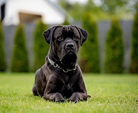 Cane Corso