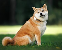 Shiba