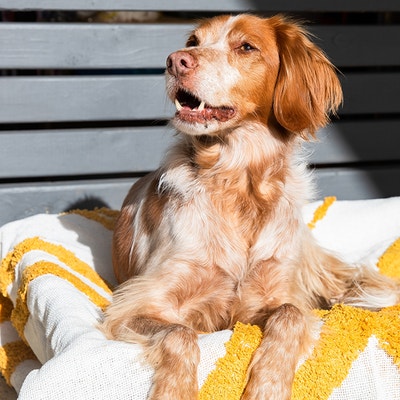 Psy ze schroniska - 5 ważnych faktów