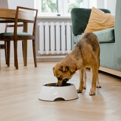 Adopcja dorosłego psa lub szczenięcia ze schroniska – pierwsze dni