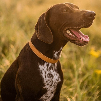 Pielęgnacja zębów psa