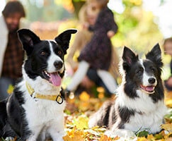 border-collie-charakter-cena-opis-rasy-1_1620725422546.jpeg