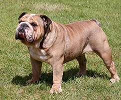 buldog-angielski-charakter-cena-opis-rasy_1620725435394.jpeg