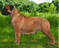 bullmastiff-charakter-cena-opis-rasy_1624268849629.png