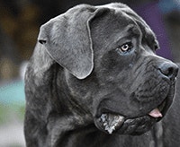 cane-corso_1640009675221.png