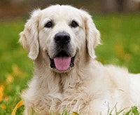 golden-retriever_1640009887678.png
