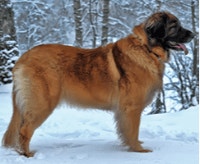 leonberger_1625219762285.png