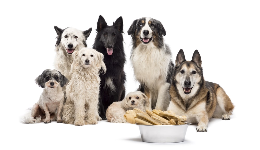 Ile razy dziennie karmić psa?