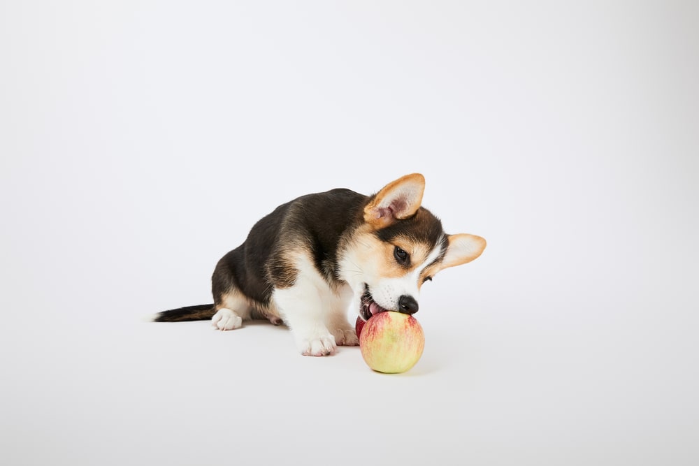 Jabłko dla psa - czy pies może jeść jabłka?