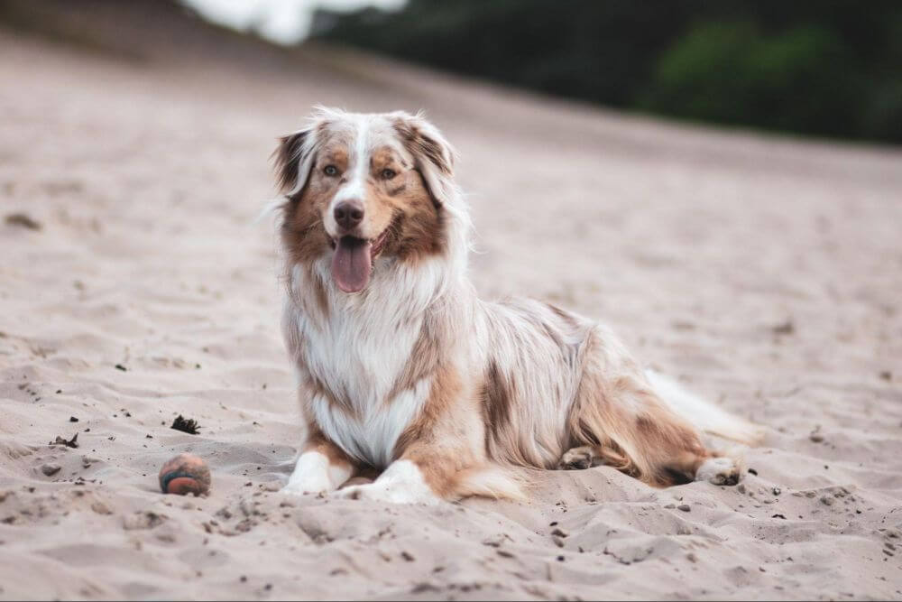 pies rasy owczarek australijski leżący na plaży