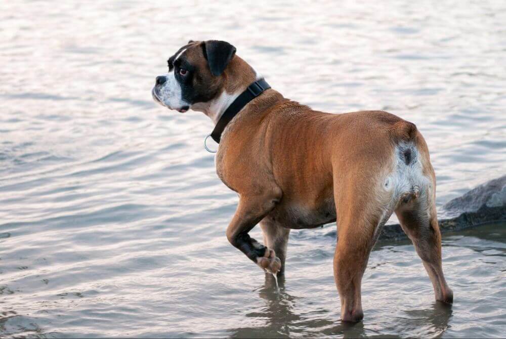 pies rasy boxer stojący w wodzie z uniesioną łapą