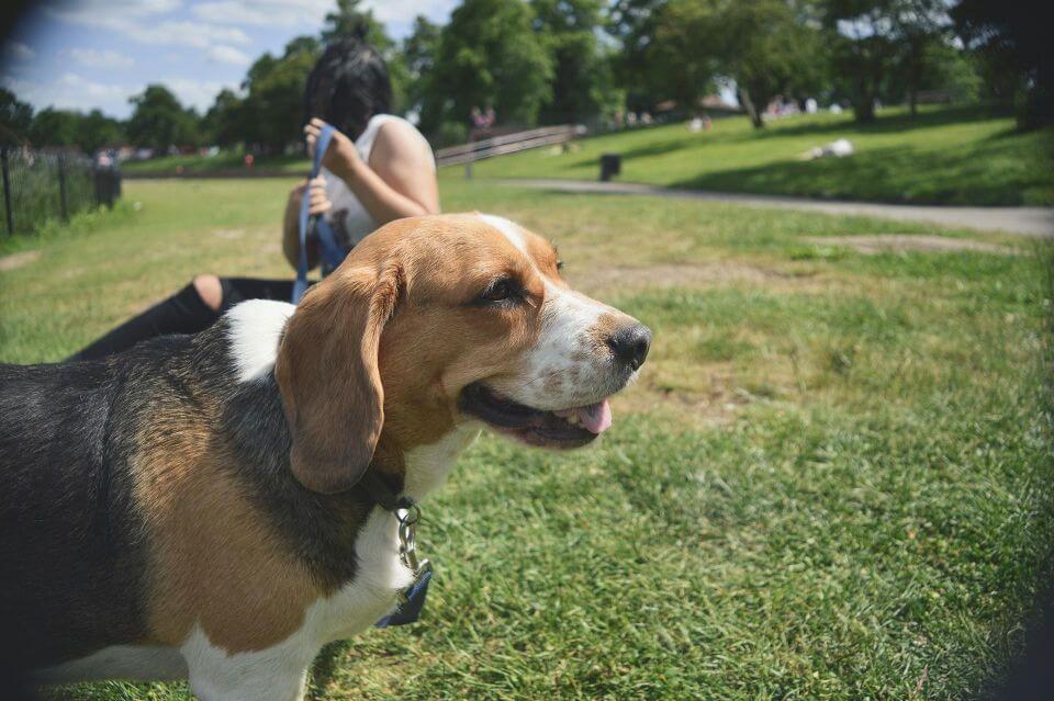 pies ray beagle w parku