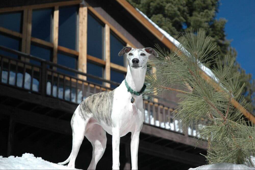 pies rasy whippet stojący na tle domku w górach