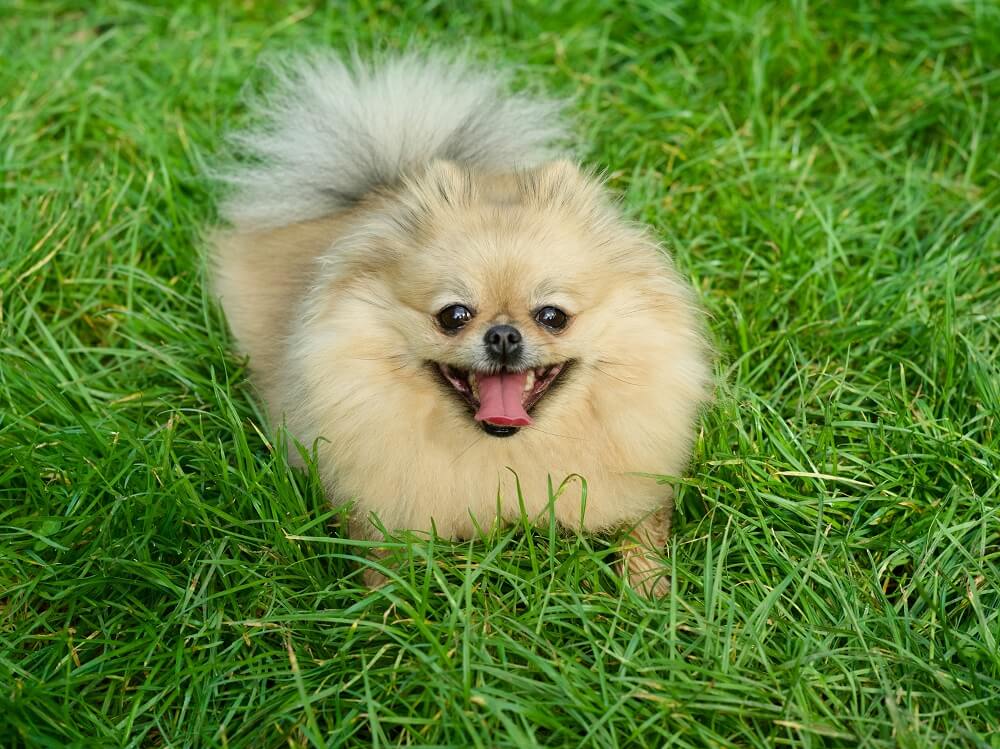 pies rasy szpic miniaturowy na trawie