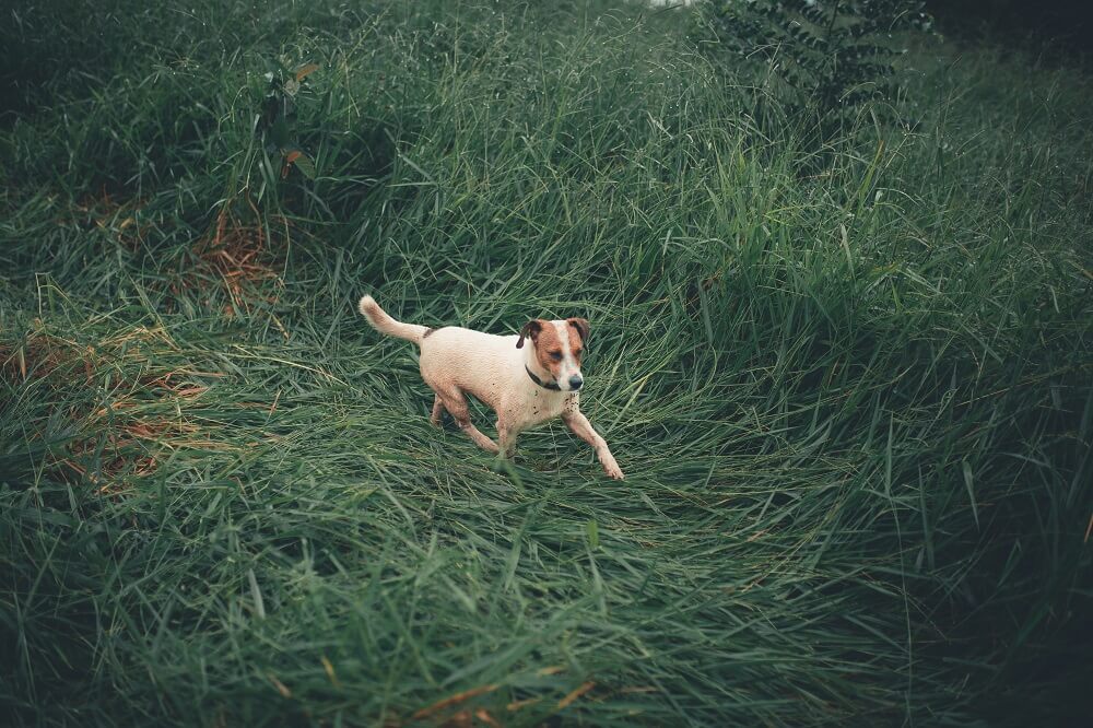pies rasy Jack Russel Terrier biegnący po trawie