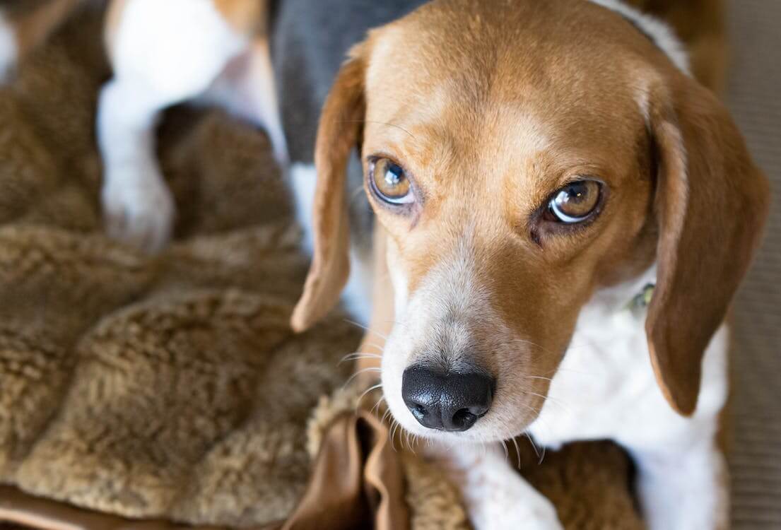 pies beagle patrzący w górę