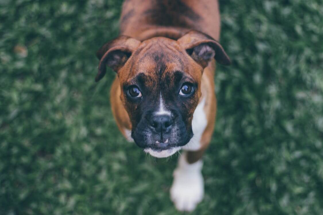 pies boxer na trawie patrzący w obiektyw