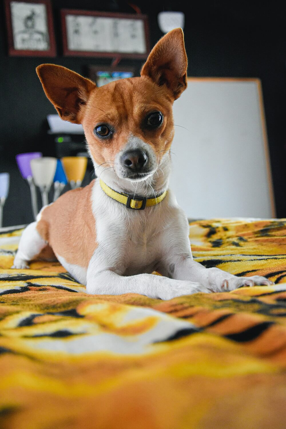 pies rasy chihuahua leżący na dywanie