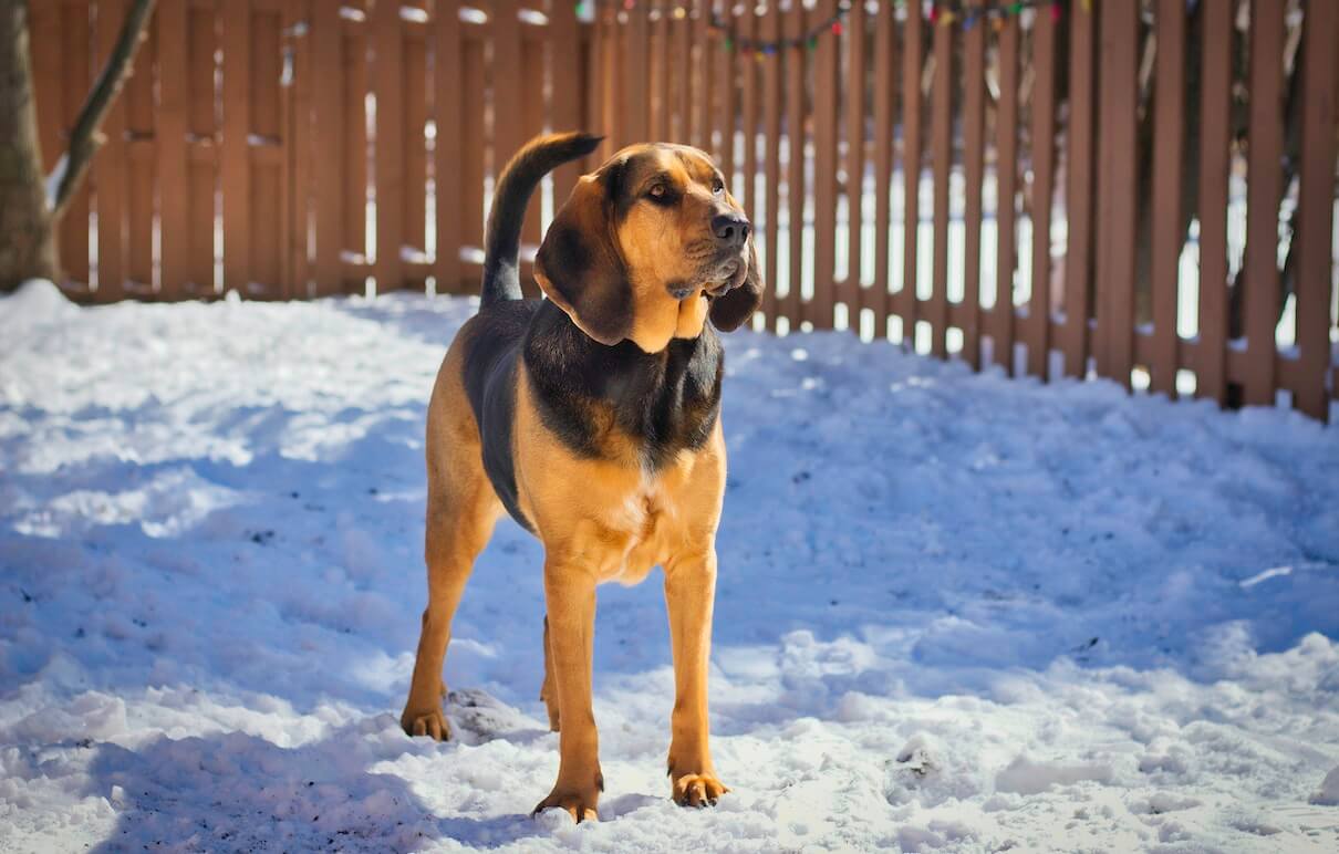 pies posokowiec bawarski na śniegu