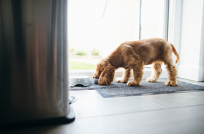 Chcesz adoptować psa? Przygotuj się!