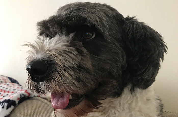 Która rasa psa jest dla mnie odpowiednia?