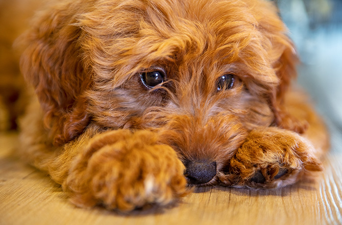 Która rasa psa jest dla mnie odpowiednia?