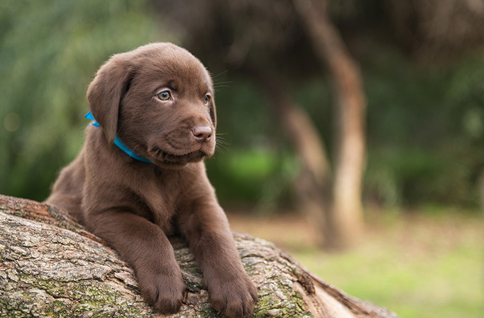 Psy ze schroniska - 5 ważnych faktów