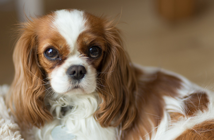 Psy ze schroniska - 5 ważnych faktów