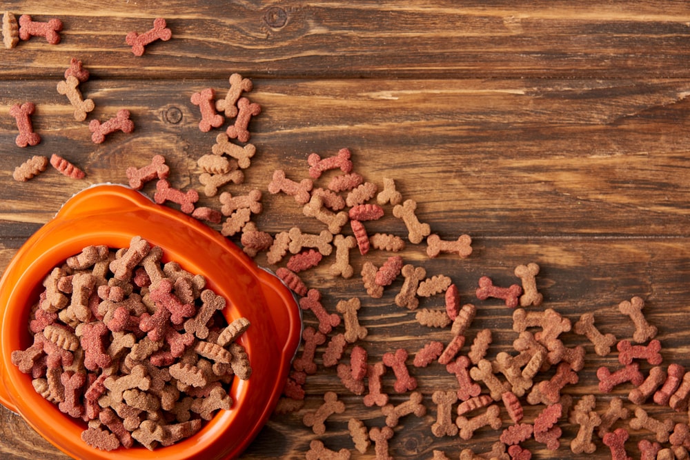 Jaką karmę dla psa wybrać? Kieruj się potrzebami swojego pupila, uwzględnij też jego preferencje!