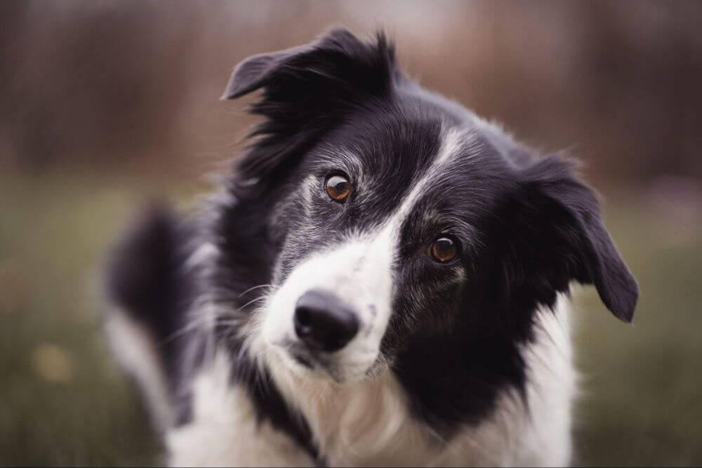 biało-brązowy pies rasy border collie stojący na tle zieleni z wywieszonym językiem