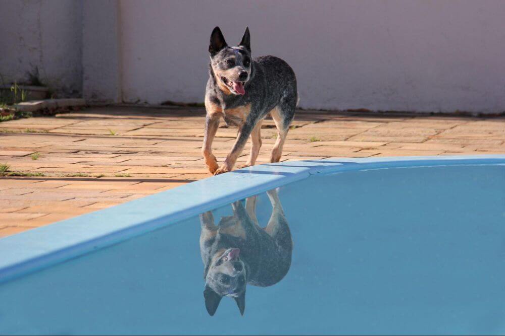 pies rasy australian cattle dog na brzegu basenu