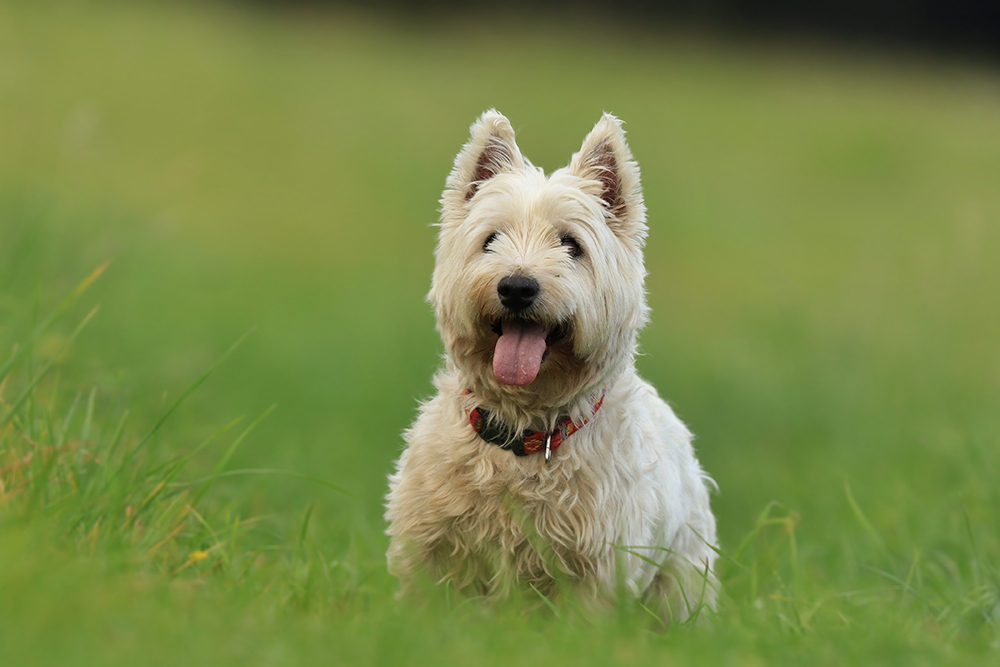 West highland white terrier