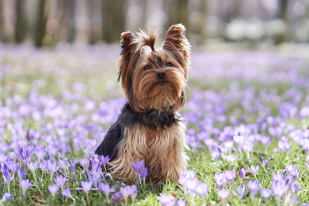 Yorkshire terrier