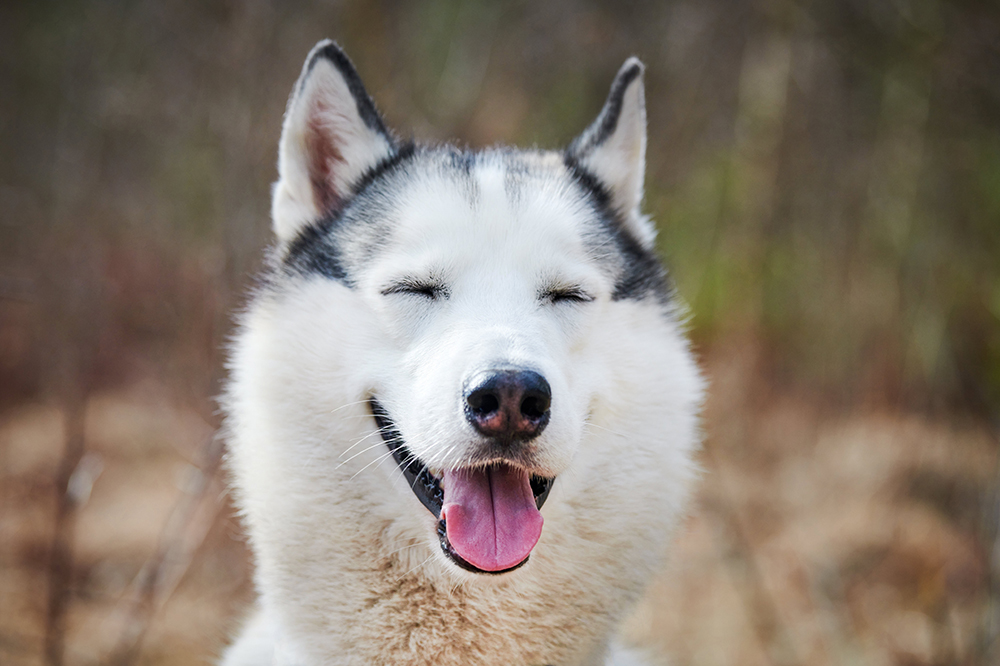 Uśmiechnięty husky syberyjski