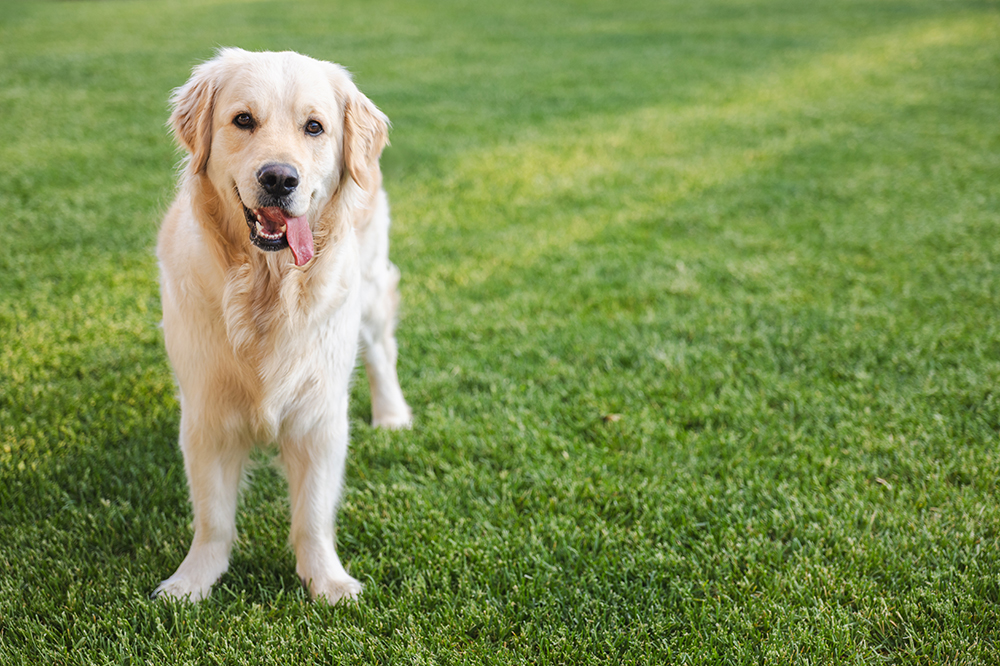 Golden retriever biegnący po trawie