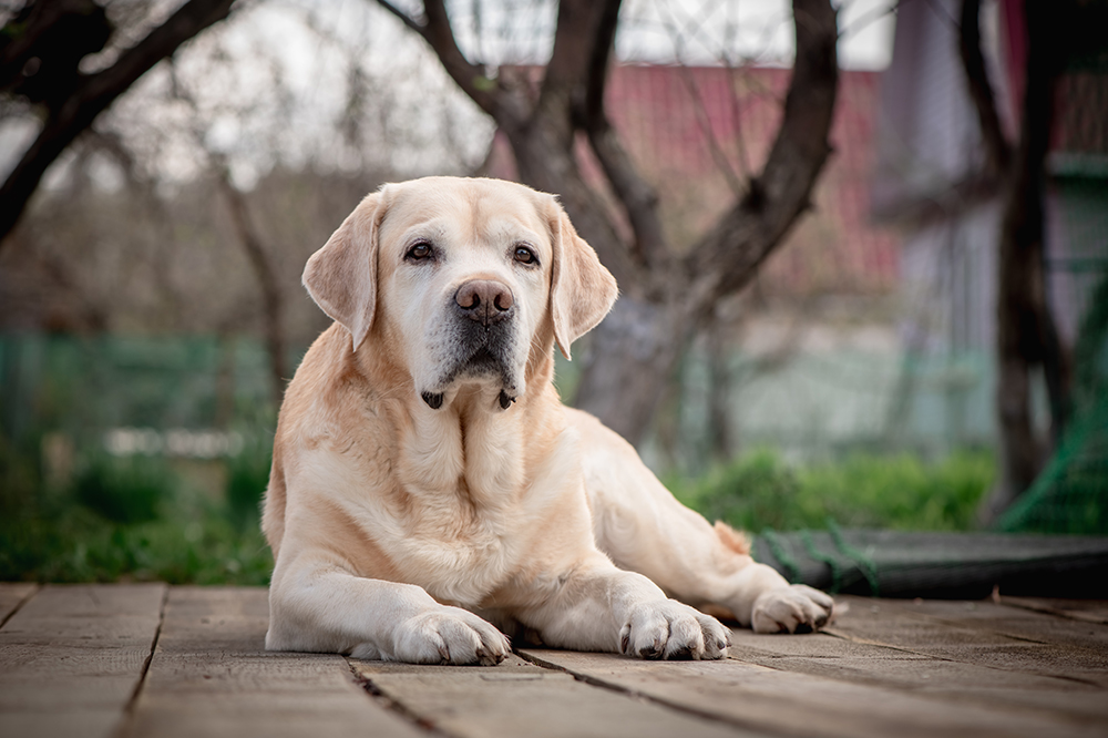 Golden retriever biegnący po trawie