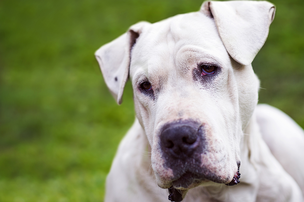 Dog argentyński stojący na trawie